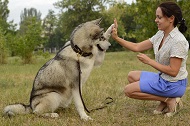 Guinzaglio "Good spirits" per passeggiate con Malamute Guinzaglio "Good spirits" per passeggiate con Malamute