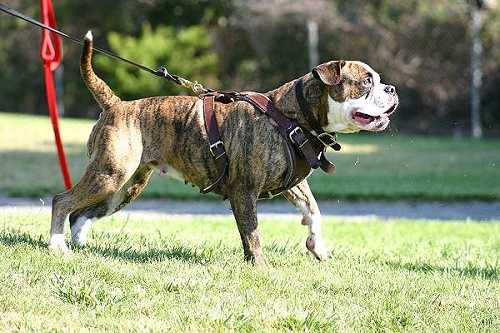 Comoda pettorina in
cuoio per cane