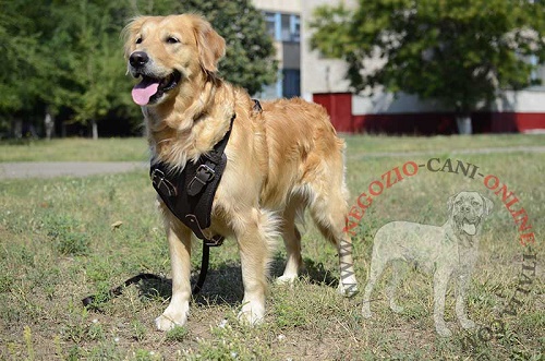 Pettorina color marrone indossata da Golden Retriever