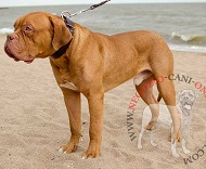 Collare in vera pelle per lavoro con Dogue de Bordeaux Collare in vera pelle per lavoro con Dogue de Bordeaux