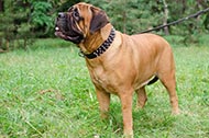 Collare in pelle "Spiked Holiday Collar" per Bullmastiff