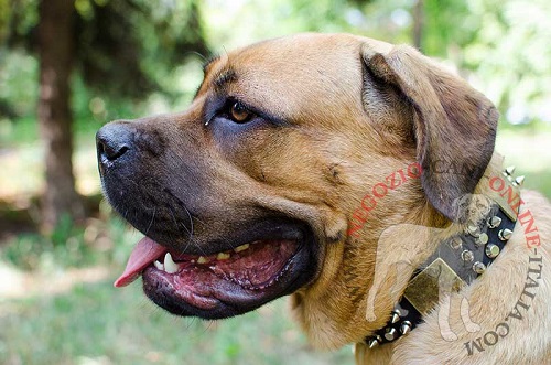 Collare in cuoio con decorazioni indossato da Cane Corso