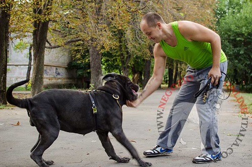 Mastino Napoletano con bellissima pettorina decorata
indosso