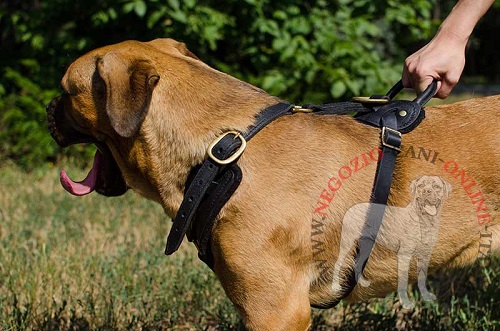 Pettorina in pelle naturale per cani di taglia grande
come Cane Corso