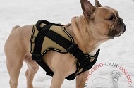 Pettorina "Walking Day" di colore khaki per Bulldog Francese