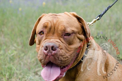 Comodo collare in cuoio indossato da Dogue de Bordeaux