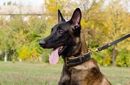 Collare in pelle con morbida fodera "Royal Gift" per Malinois