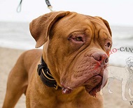 Morbido e confortevole collare in cuoio per Dogue de Bordeaux Morbido e confortevole collare in cuoio per Dogue de Bordeaux