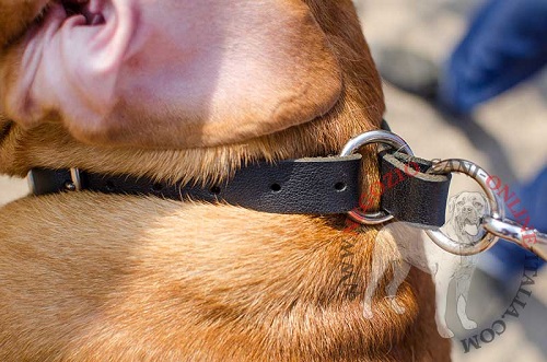 Collare in cuoio multifunzionale per cane