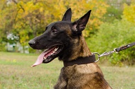 Collare classico in pelle "Easy Use" largo 40 mm per Malinois Collare classico in pelle "Easy Use" largo 40 mm per Malinois