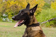 Collare classico in pelle "Easy Use" largo 40 mm per Malinois