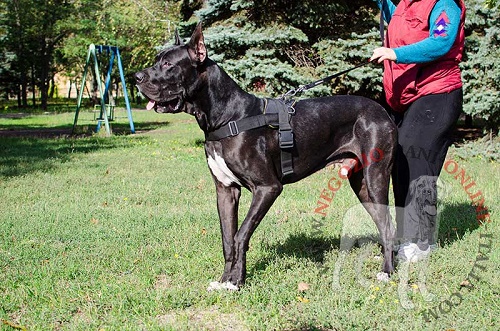 Pettorina in nylon per passeggiate con Alano