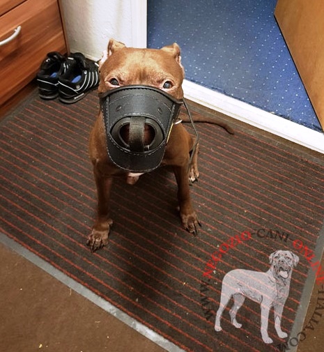 Red Nose Pitbull con sicura museruola in cuoio e
nylon