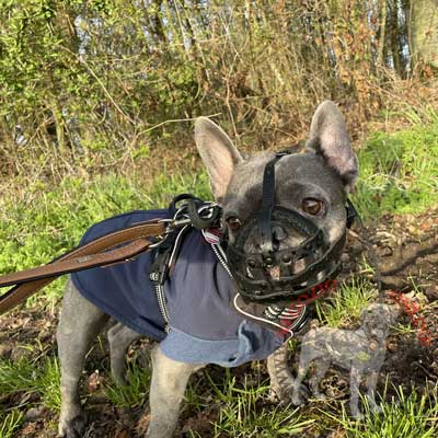 Museruola in pelle naturale per cani con muso schiacciato