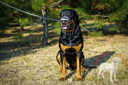 Collare largo con decorazioni indossato
da Rottweiler