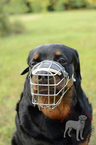 Rottweiler con museruola a cestello in metallo indosso