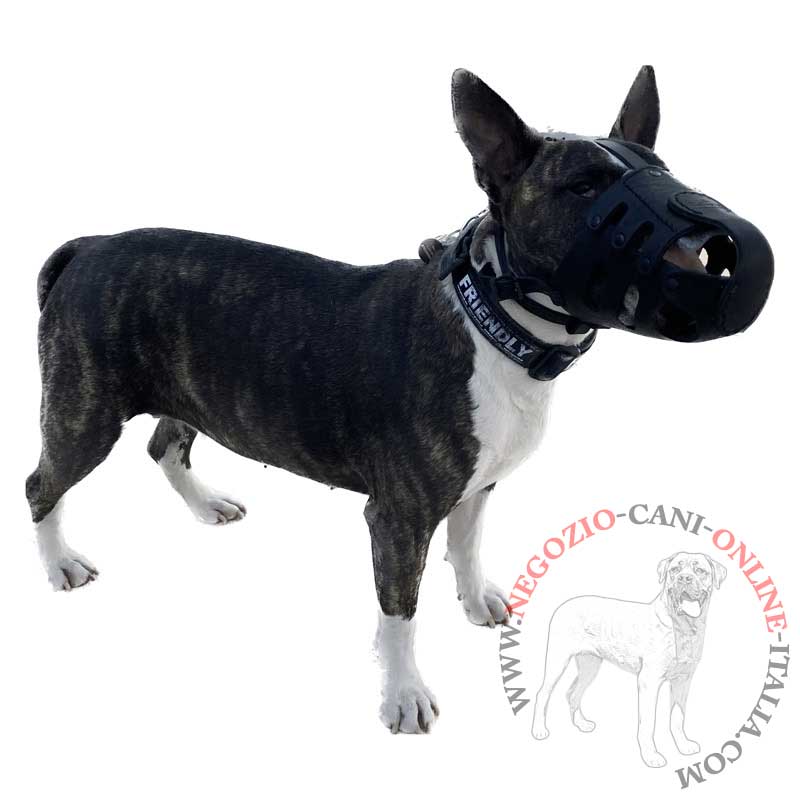 Museruola per cani grandi, medi e piccoli Musruola leggera in cuoio per  tutte le razze di cani [M41##1061 Museruola in cuoio] - €42.90 :  fordogtrainers, negozio per cani, accessori per cani, articoli