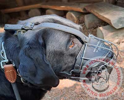 Museruola a cestello classica indossata da Labrador Retriever