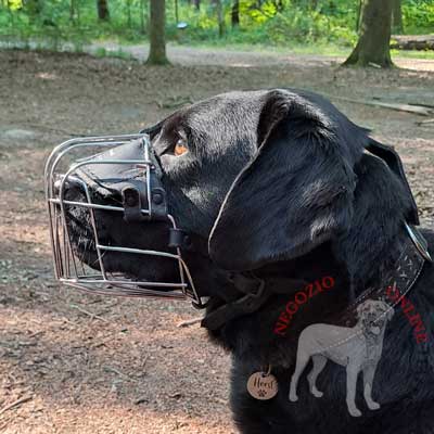 Museruola classica in rete metallica nichelata indossata da Labrador Retriever