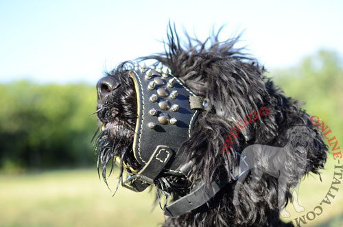 Straordinaria museruola in cuoio morbido con decorazioni
indossata da Terrier Nero Russo