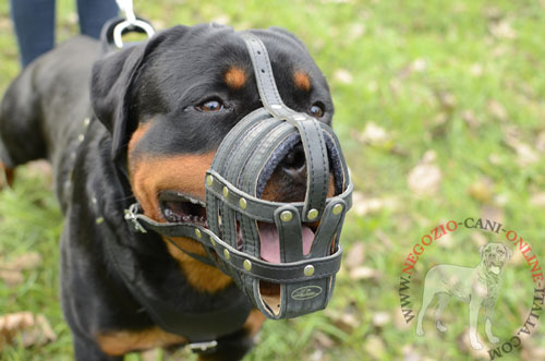 Museruola a cestello in pelle naturale per uscite con
Rottweiler