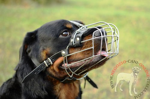 Museruola a cestello in metallo indossata da Rottweiler