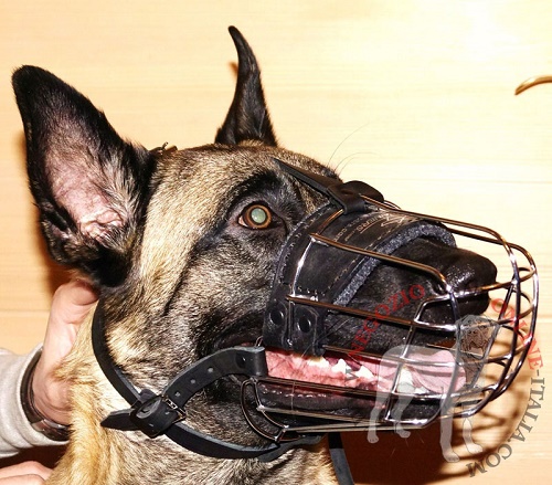 Malinois con sicura museruola indosso