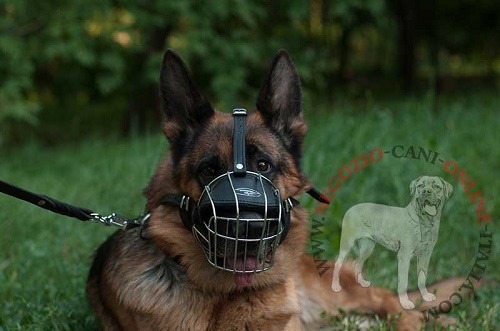 Cane di razza Pastore Tedesco con comoda museruola a
cestello in metallo