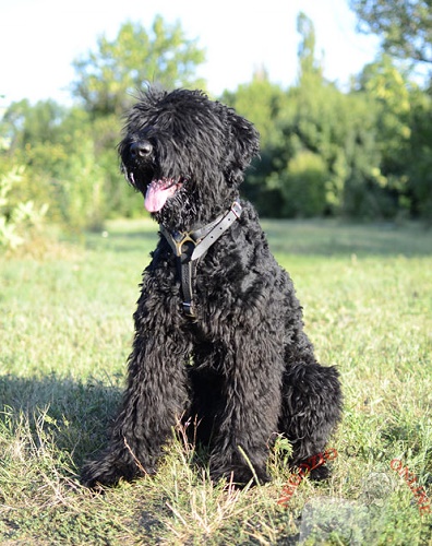 Ottima pettorina in pelle per
Terrier Nero Russo