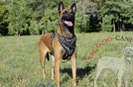 Pettorina in cuoio con disegno "Barbed Wire" per Malinois Pettorina in cuoio con disegno "Barbed Wire" per Malinois