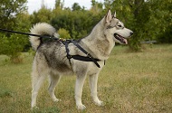 Pettorina da tiro in pelle "Pulling" per Alaskan Malamute Pettorina da tiro in pelle "Pulling" per Alaskan Malamute