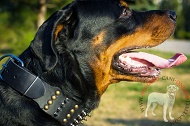 Collare in cuoio largo 6 cm "Crazy Combo" per Rottweiler