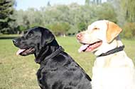 Collare a strozzo in pelle "Rattlesnake" per Labrador Retriever