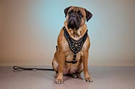 Pettorina in pelle con decorazioni "Armor-Lux" per Bullmastiff