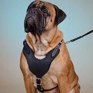 Pettorina classica in pelle "Walk & Train" per Bullmastiff