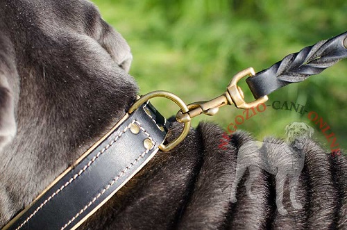 Collare in cuoio doppio per
Mastino Napoletano