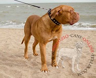 Collare in cuoio decorato con piramidi per Dogue de Bordeaux