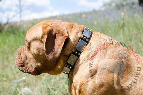 Collare con decorazioni per Dogue de Bordeaux