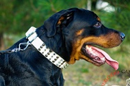 Collare bianco in pelle con decorazioni miste per Rottweiler