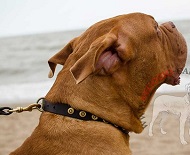 Collare in pelle con placche rotonde per Dogue de Bordeaux Collare in pelle con placche rotonde per Dogue de Bordeaux
