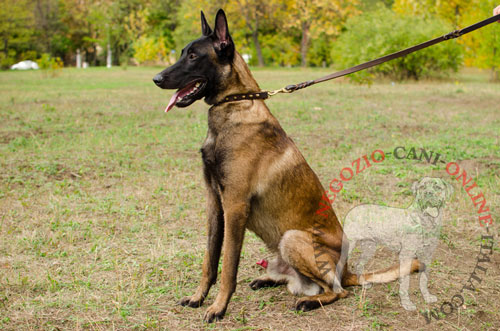 Confortevole collare per passeggiate con Malinois