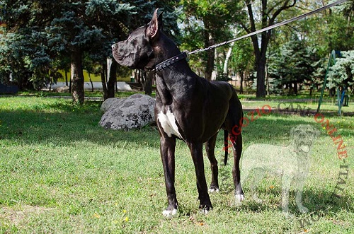 Collare con
borchie a punta per passeggiate con Alano