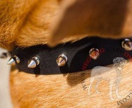 Elegante collare con borchie a punta per Dogue de Bordeaux Elegante collare con borchie a punta per Dogue de Bordeaux