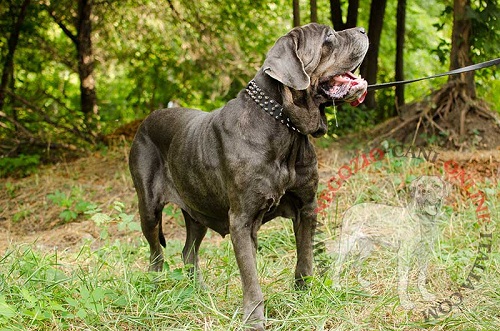 Mastino Napoletano con splendido collare
con tre file di borchie a punta indosso