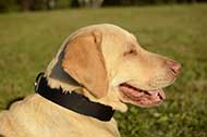 Classico collare in nylon "Modesty" per Labrador Retriever