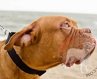 Comodo collare a sgancio rapido per Dogue de Bordeaux Comodo collare a sgancio rapido per Dogue de Bordeaux
