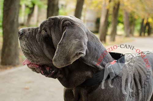 Collare in nylon a sgancio rapido indossato da
Mastino Napoletano