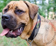 Collare in nylon con targhetta personalizzata per Cane Corso