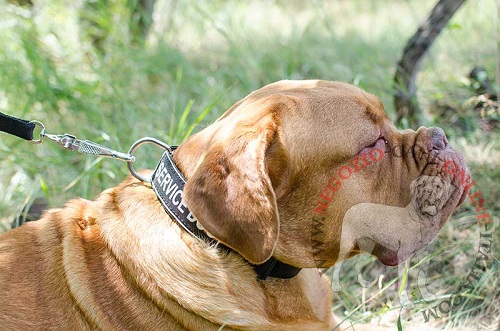 Collare in nylon con la scritta personalizzata indossato
da Dogue de Bordeaux