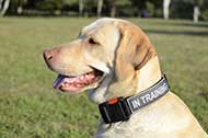 Collare in nylon "Special Friend" per Labrador Retriever